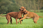 spielende Rhodesian Ridgebacks