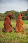 sitzende Rhodesian Ridgebacks