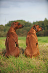 sitzende Rhodesian Ridgebacks