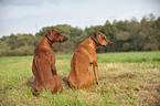 sitzende Rhodesian Ridgebacks