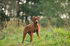 Rhodesian Ridgeback