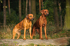 Rhodesian Ridgebacks