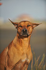 Rhodesian Ridgeback Portrait