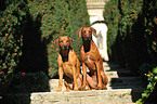 sitzende Rhodesian Ridgebacks