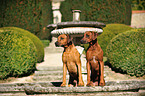 Rhodesian Ridgebacks