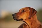 Rhodesian Ridgeback Portrait