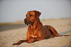 liegender Rhodesian Ridgeback