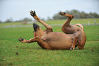 Rhodesian Ridgeback wlzt sich