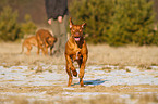 rennender Rhodesian Ridgeback