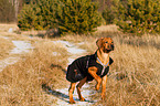 Rhodesian Ridgeback Welpe