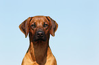 Rhodesian Ridgeback Portrait