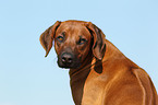 Rhodesian Ridgeback Portrait