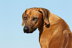 Rhodesian Ridgeback Portrait