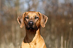 Rhodesian Ridgeback Portrait