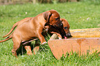 Rhodesian Ridgeback Welpen