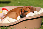 Rhodesian Ridgeback Welpe