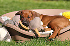 Rhodesian Ridgeback Welpe