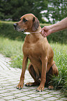 Rhodesian Ridgeback frisst Quark