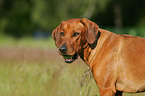 Rhodesian Ridgeback Portrait