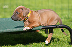 Rhodesian Ridgeback Welpe