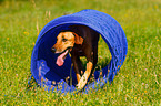 Rhodesian Ridgeback beim Agility