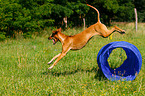 Rhodesian Ridgeback beim Agility