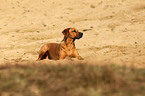 liegender Rhodesian Ridgeback