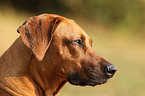 Rhodesian Ridgeback Portrait