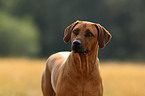 Rhodesian Ridgeback Portrait