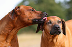 2 Rhodesian Ridgebacks