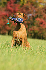 sitzender Rhodesian Ridgeback