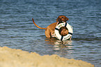 apportierender Rhodesian Ridgeback