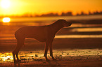 Rhodesian Ridgeback