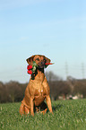 Rhodesian Ridgeback mit Rosen