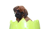 Rhodesian Ridgeback Welpe