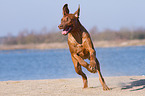 rennender Rhodesian Ridgeback