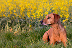 liegender Rhodesian Ridgeback