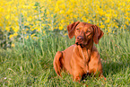 liegender Rhodesian Ridgeback