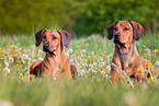 Rhodesian Ridgebacks