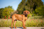 Rhodesian Ridgeback Welpe