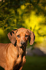 Rhodesian Ridgeback Welpe