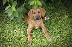 Rhodesian Ridgeback Welpe