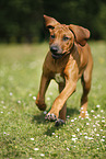 Rhodesian Ridgeback Welpe