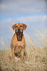 sitzender Rhodesian Ridgeback