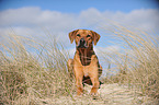 liegender Rhodesian Ridgeback