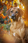 Rhodesian Ridgeback Portrait