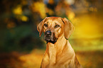 Rhodesian Ridgeback Portrait