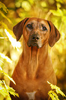 Rhodesian Ridgeback Portrait