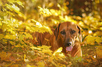 liegender Rhodesian Ridgeback