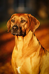 Rhodesian Ridgeback Portrait